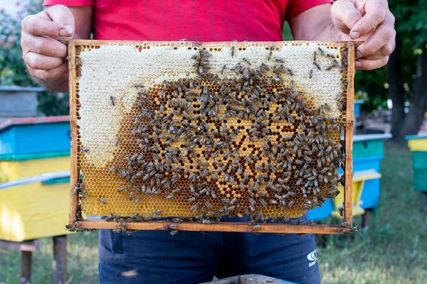 Bienenholzrahmen Mit Bienen Und Waben Honigwachszellen Viele Insekten Stockfoto