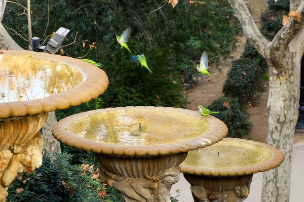 Κοπάδι Των Πράσινων Παπαγάλων Monk Parakeets Στο Δρόμο Της Βαρκελώνης — Φωτογραφία Αρχείου