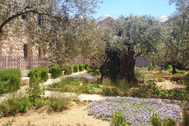 Kutsal Kudüs 'teki Gethsemane Bahçesi