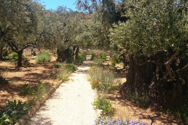 Kutsal Kudüs 'teki Gethsemane Bahçesi