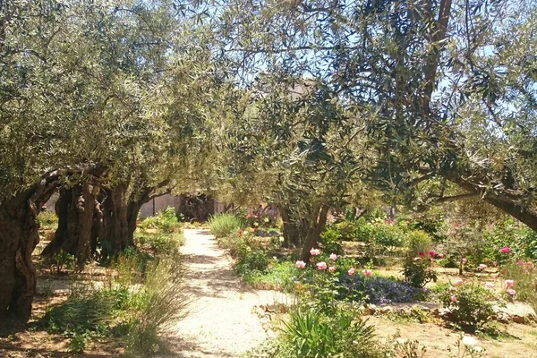 Garden Gethsemane Holy Jerusalem — Stock Photo, Image