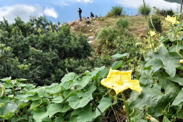Schöne Gelbe Chinesische Blume Auf Grünem Gras Hintergrund Fangen Fischer — Stockfoto