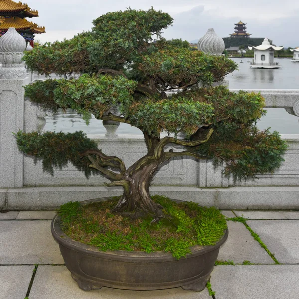 Beautiful bonsai in the Hengdian Film and Television City, in Zhejiang Province, China.