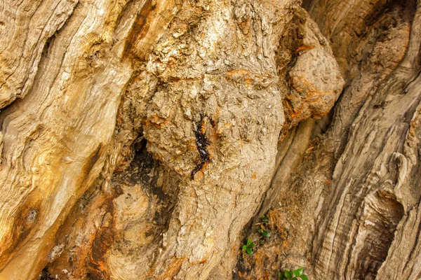 Огромное Старое Оливковое Дерево Небольшая Часовня Дороге Сарагосу Испания — стоковое фото
