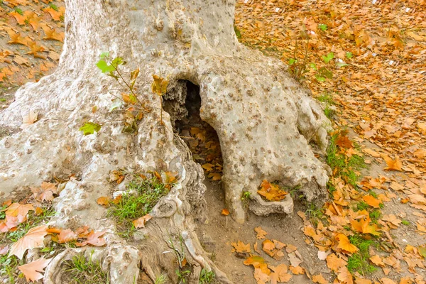 Krásný Strom Bílou Kůrou Pozadí Žlutých Podzimních Listů Aranjuez Španělsko — Stock fotografie