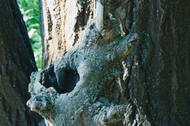 Alışılmadık şekillerde havla. Ağaç kabuğu dokusu. Ağaç kabuğunda ilginç desenler var. Ağaca yakın bir yerde havla. Eski Ağaç Yapısı Arkaplanı