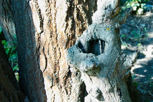 Corteccia Con Modelli Insoliti Struttura Della Corteccia Dell Albero Modelli — Foto Stock