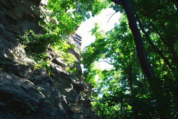 初夏の朝 緑の木々に囲まれた崖の景色 フィールドの浅い深さ — ストック写真