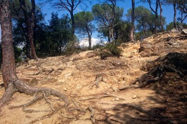 4000 yaşındaki Dolmen Pedra Gentil, İspanya 'nın Katalonya şehrinde sıradışı kökleri olan ağaçların arasında yer almaktadır.