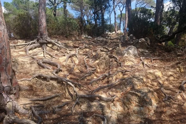 Dolmen Pedra Gentil 4000 Anos Está Localizada Entre Árvores Com — Fotografia de Stock