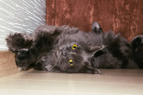 Duży Puszysty Szary Kot Cierpi Letni Upał Lato Ciepło Relaks — Zdjęcie stockowe