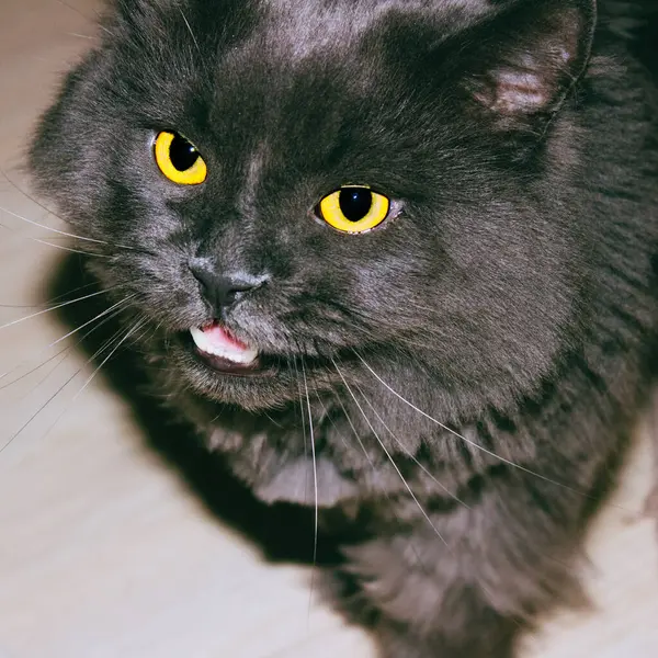 Close Gato Cinza Zangado Com Olhos Amarelos — Fotografia de Stock