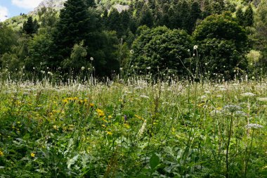Kafkasya yazında Alp çayırları. Beyaz bulutlu mavi gökyüzü. Önplanda çiçekler.