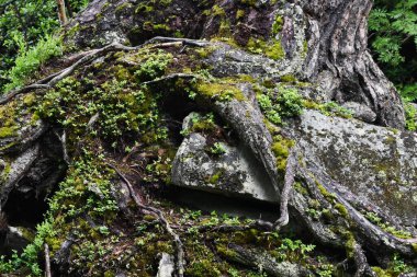 Kafkas Dağları 'nda sıradışı yalnız sihirli çam yetişir.