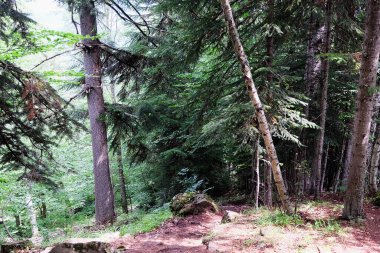 Kafkasların dağlarındaki sıra dışı ağaçlar şekillerine şaşırırlar.