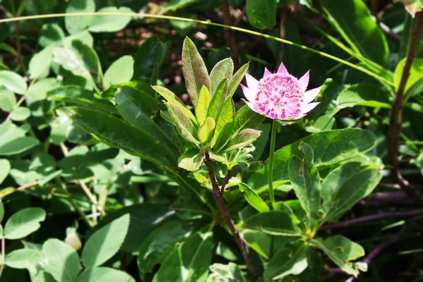 Schöne Rosa Blume Auf Einem Hintergrund Aus Grünem Laub Almwiesen — Stockfoto