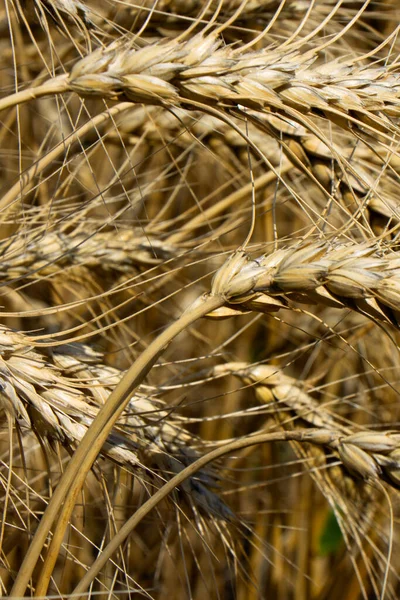 小麦の耳を閉じる 夏の日に麦畑 フィールドの浅い深さ ぼやけた背景 — ストック写真