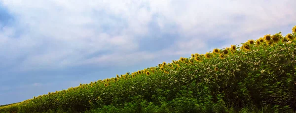 Flygfoto Blommande Gula Solrosor Fält Med Blå Molnfri Himmel Solrosfält — Stockfoto