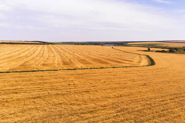 Вид Воздуха Пшеничное Поле Солнечный День Сельский Пейзаж Заднем Плане — стоковое фото