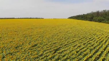 Güneşli bir yaz gününde statik bir şekilde ayçiçeği tarlalarının havadan çekilmiş görüntüleri. İnsansız hava aracı havada dönüyor.