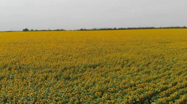 Güneşli bir yaz gününde, ayçiçeği tarlalarının alçak irtifa videosu.