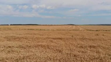 Güneşli bir yaz gününde sonsuz bir tarla tarlasının havadan çekilmiş görüntüleri. Kırsaldaki buğday tarlaları üzerinde İHA uçuşu.