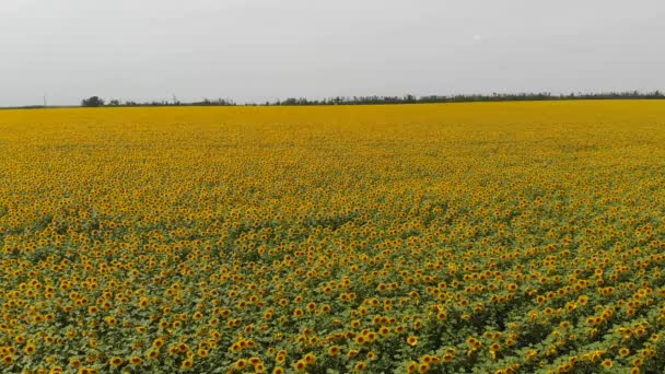 Tournage Vidéo Aérien Champs Tournesol Par Une Journée Été Ensoleillée — Video