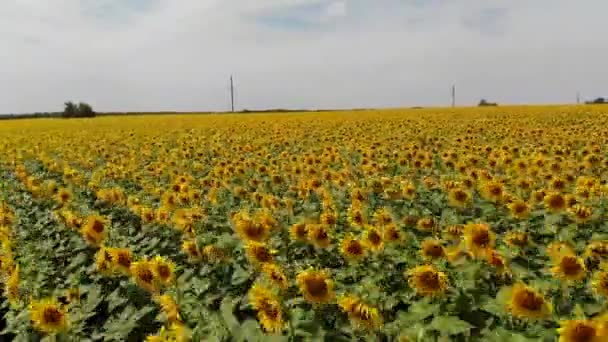 Vidéo aérienne à basse altitude de champs de tournesol par une journée ensoleillée d'été. Le drone décolle des tournesols. Abeille dans le cadre