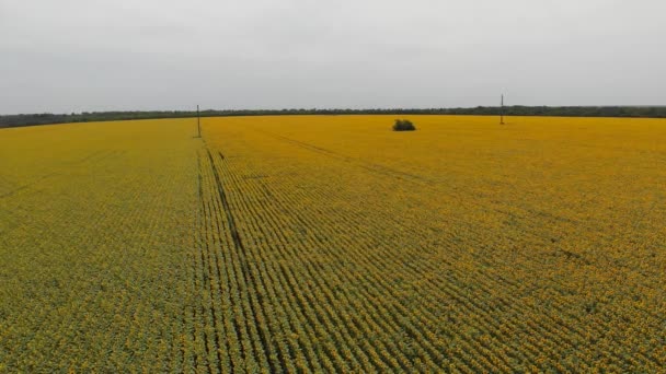 Vídeo Aéreo Rodaje Campos Girasol Soleado Día Verano Estática Abejas — Vídeos de Stock