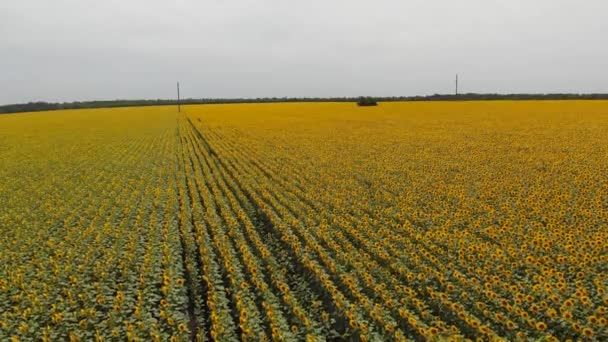 Filmagem Vídeo Aéreo Campos Girassol Dia Ensolarado Verão Estática Drone — Vídeo de Stock