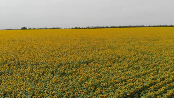 Vidéo aérienne à basse altitude de champs de tournesol par une journée ensoleillée d'été