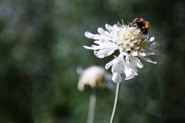 Bal arısı beyaz bir çiçeğin üzerinde oturur. Dağlık Osetya. Alçak alan derinliği. Arkaplan bulanık