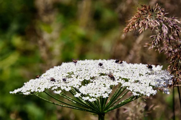 Abeja Sienta Una Flor Blanca Osetia Montañosa Baja Profundidad Campo — Foto de Stock