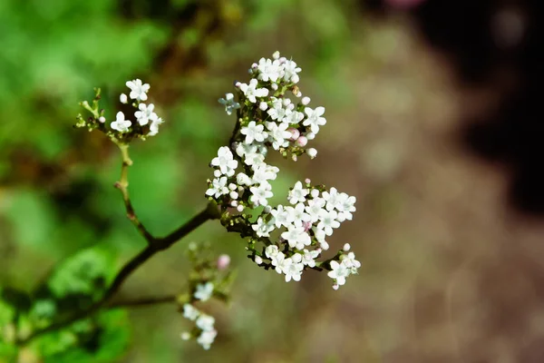 Flor Branca Fundo Folhagem Verde Ossétia Montanhosa Baixa Profundidade Campo — Fotografia de Stock