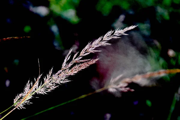 Flor Amarilla Sobre Fondo Follaje Verde Osetia Montañosa Baja Profundidad — Foto de Stock