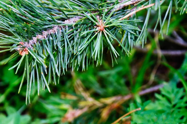 Branche Pins Dans Les Montagnes Ossétie Nord Faible Profondeur Champ — Photo