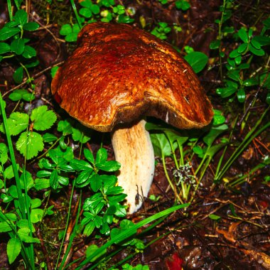 Porcini mantarı, bazen boletus olarak da bilinir, en lezzetli orman mantarlarından biridir. Mantar toplama. Sonbahar ilhamı. Vejetaryen diyet yemeği. Alçak alan derinliği. Arkaplan bulanık