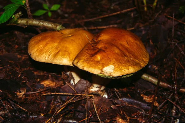 Houba Porcini Někdy Nazývaná Boletus Jednou Nejchutnějších Lesních Hub Houbový — Stock fotografie