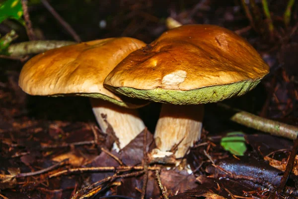 Porcini Paddenstoel Ook Wel Boletus Genoemd Een Van Heerlijkste Bospaddenstoelen — Stockfoto