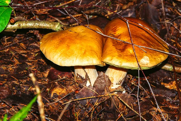 Porcini Paddenstoel Ook Wel Boletus Genoemd Een Van Heerlijkste Bospaddenstoelen — Stockfoto