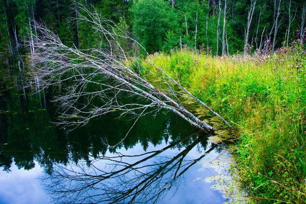 Orman Nehri Yapay Bir Baraj Tarafından Tıkandı Selden Küçük Bir — Stok fotoğraf