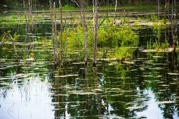 Forest River Blocked Artificial Dam Small Lake Formed Flood Ecological — Stock Photo, Image