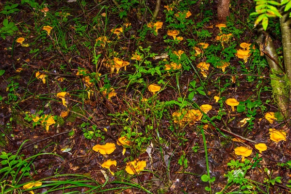 Close Van Een Prachtige Oranje Paddestoel Een Oude Boomstronk Het — Stockfoto