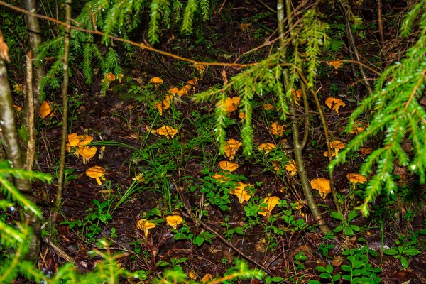Zbliżenie Pięknego Pomarańczowego Grzybowego Muchomora Starym Pniu Drzewa Północnym Lesie — Zdjęcie stockowe