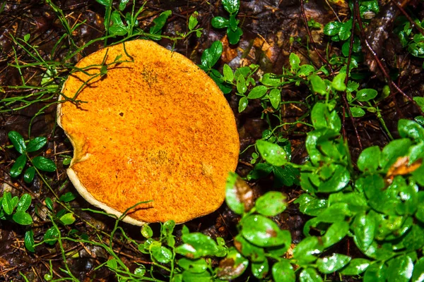 Hongo Porcini Veces Llamado Boletus Uno Los Hongos Forestales Más — Foto de Stock