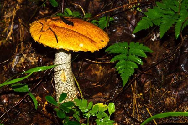 Houba Porcini Někdy Nazývaná Boletus Jednou Nejchutnějších Lesních Hub Houbový — Stock fotografie