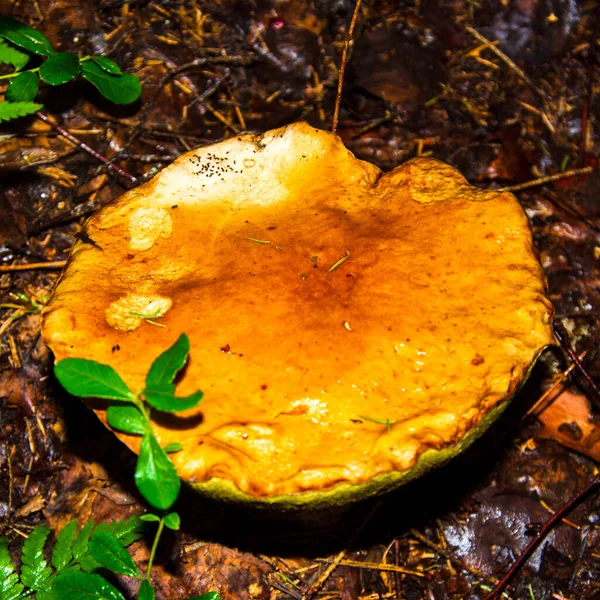 Porcini Paddenstoel Ook Wel Boletus Genoemd Een Van Heerlijkste Bospaddenstoelen — Stockfoto