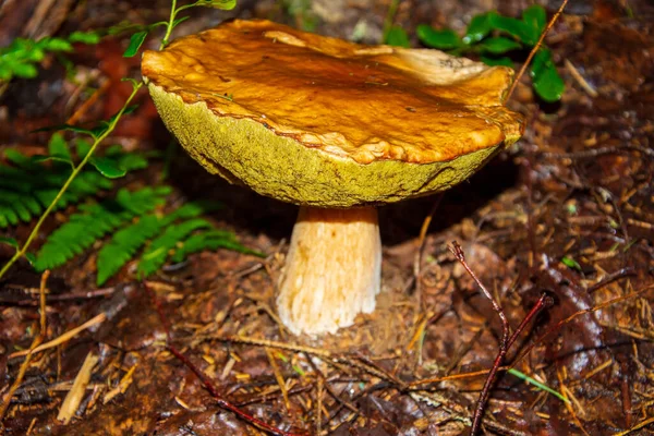 Houba Porcini Někdy Nazývaná Boletus Jednou Nejchutnějších Lesních Hub Houbový — Stock fotografie