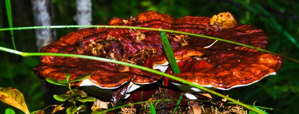 Close Van Een Prachtige Oranje Paddestoel Een Oude Boomstronk Het — Stockfoto