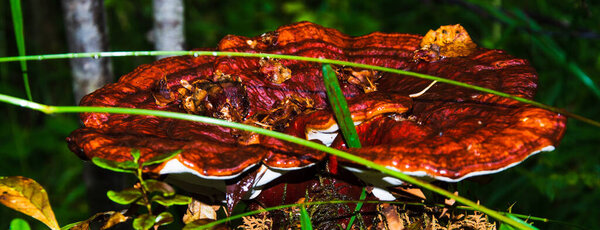 Close-up of a beautiful orange mushroom toadstool on an old tree stump in the northern forest. The beauty of nature in all forms. Background blurred